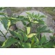 Mustaselja ’Variegata’ (Sambucus nigra ’Variegata’)